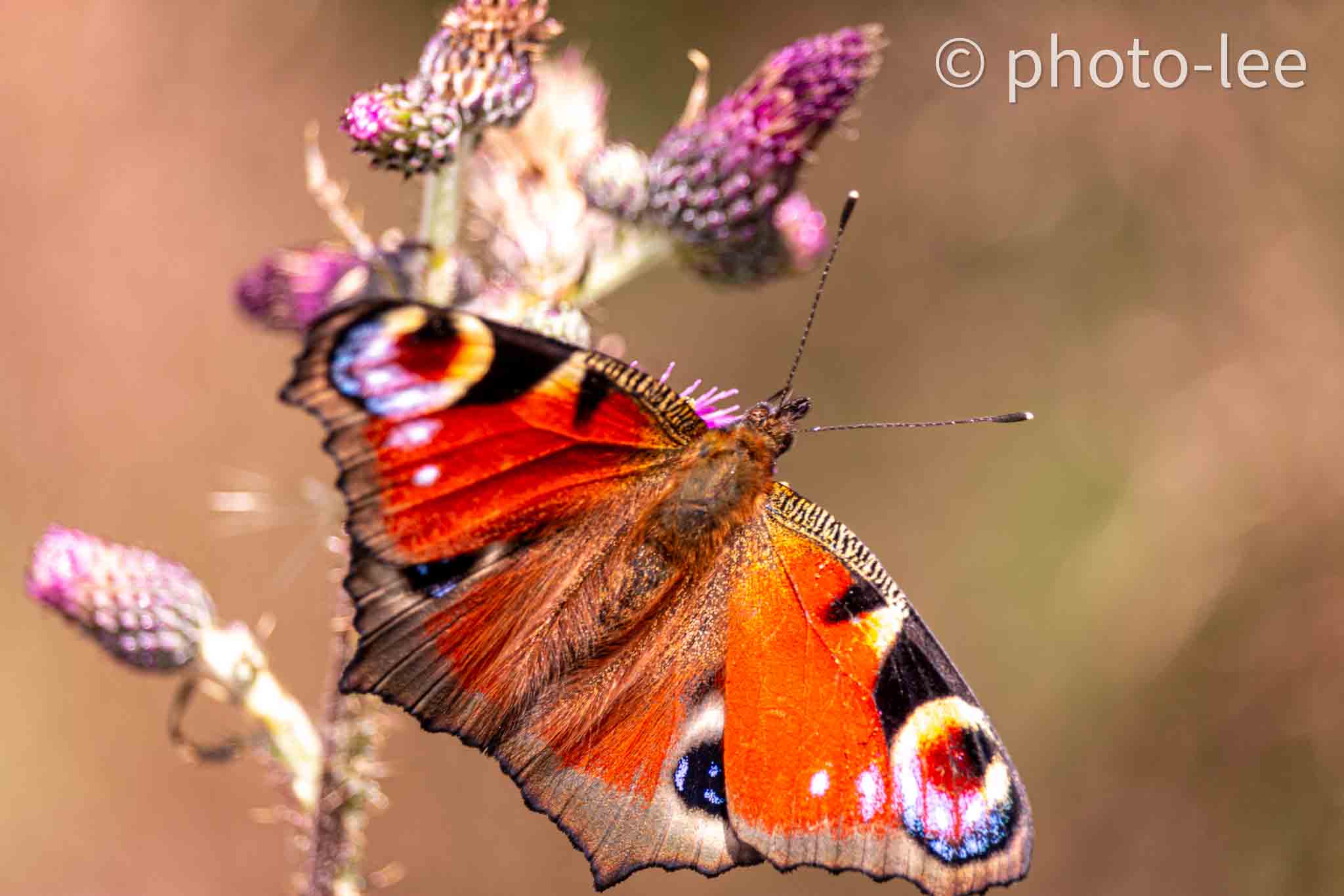 Nahaufnahme eines Tagpfauenauges